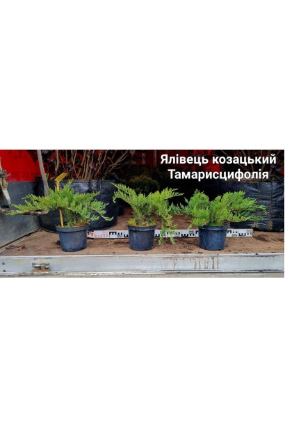 Можжевельник казацкий Тамарисцифолия - 3л/вис.15-25см/Ø40-60см